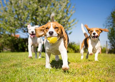 Dog Friendly Mobile Home Park